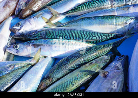 Frischer Fisch für die Bouillabaisse Suppe für Verkauf zu einem Fischmarkt am Alten Hafen in Marseille, Frankreich Stockfoto