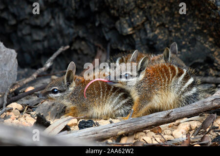 Numbat (Myrmecobius fasciatus) zwei Junge in ihren Bau. Marbles Waldland, Wheatbelt region, Western Australia, Australien Stockfoto