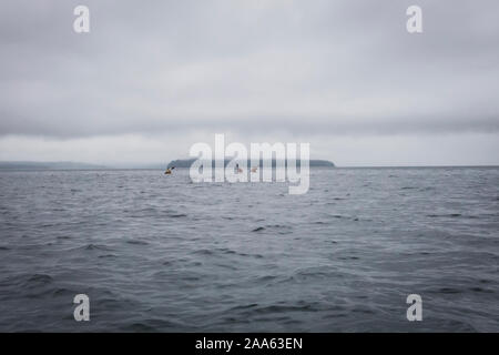 Zwei Frauen und ein Mann paddeln Seekajaks von Lincoln Park in West Seattle über den Puget Sound in Richtung Blake Insel an einem bewölkten Morgen, Washington Stockfoto