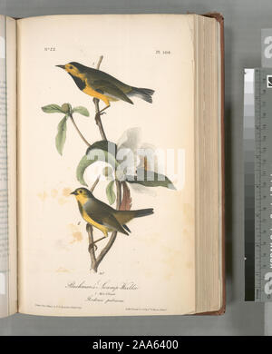 Helinaia Bachmanii.; Bachman Swamp-Warbler. 1. Männlich. 2. Frau. (Gordonia pubescens). Stockfoto