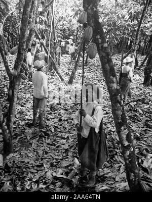 Branchen des Krieges - Süßigkeiten - AN DER QUELLE DER SCHOKOLADE. Ernte von Kakaobohnen in Ecuador für den amerikanischen Markt. Jeder Pod ist mit Bohnen ca gefüllt. 1918 Stockfoto