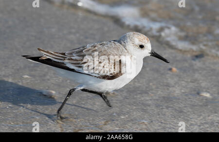 Laufende Sanderling (Calidris alba), in der Nähe Stockfoto