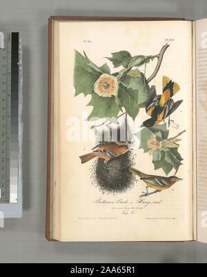 Ikterus Baltimore.; Baltimore Oriole, oder Hang-Nest. 1. Männliche Erwachsene. 2. Junge männliche. 3. Frau. (Tulip Tree). Stockfoto