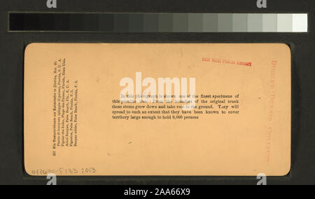 Banyan Tree, Palm Beach, Florida.; Banyan Tree, Palm Beach, Florida. Stockfoto