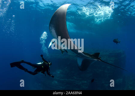 Scuba Diver und riesigen Mantarochen (Mobula birostris) Begegnung im El Kessel Tauchplatz in San Benedicto Island, Revillagigedo, Mexiko Stockfoto