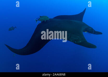 Schwarzen Riesen ozeanischen Manta Ray (Mobula birostris) in San Benedicto Island, Revillagigedo, Mexiko Stockfoto