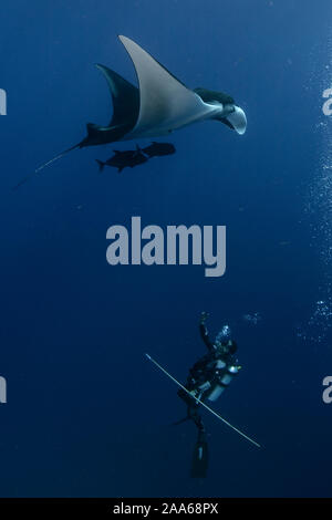 Dr. Mauricio Hoyos, ID imagen und Gewebeproben von einem ozeanischen riesigen Mantarochen (Manta birostris) im El Kessel Tauchplatz, San Benedicto Island, Stockfoto