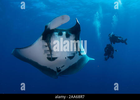 Eine ozeanische Riese (mobula Manta birostris) und zwei Taucher auf der backgroung in El Kessel Tauchplatz, San Benedicto Island, Revillagigedo, Mexi Stockfoto