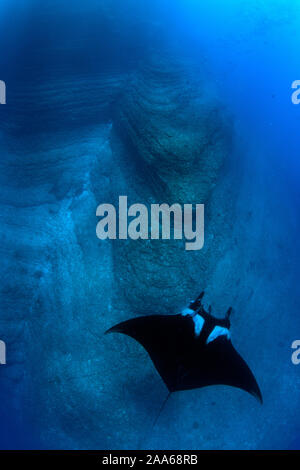 Giant Manta Manta birostris, Schwimmen auf lavaformationen in der Tauchplatz El Kessel, San Benedicto Island, Revillagigedo Inseln Stockfoto