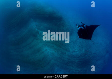 Giant Manta Manta birostris, Schwimmen auf lavaformationen in der Tauchplatz El Kessel, San Benedicto Island, Revillagigedo Inseln Stockfoto