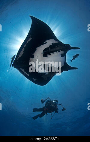 Scuba Diver und einem riesigen Mantarochen (Mobula birostris) in San Benedicto Island, Revillagigedo Stockfoto