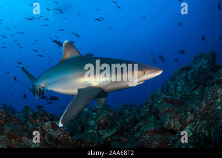 Silvertip Shark (Carcharhinus albimarginatus) im San Benedicto Island, Revillagigedo Stockfoto