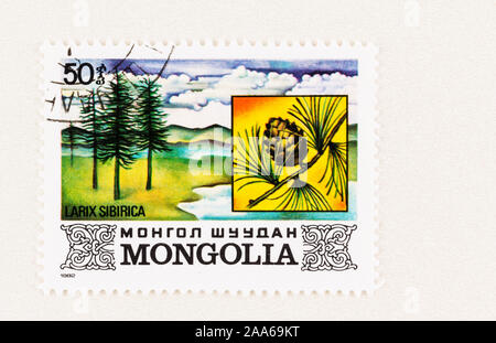 SEATTLE, Washington - 5. Oktober 2019: Mongolei Briefmarke mit einheimischen Laubbäume Sibirische Lärche mit Nahaufnahme Kegel detail. Stockfoto