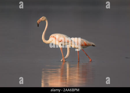 Flamingos, Waten durch Wasser an einem kalten Wintermorgen während der Goldenen Stunde Stockfoto