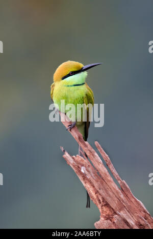 Grüne Bienenfresser auf einem Baumstumpf an einem bewölkten Morgen thront, mit schönen grünen Hintergrund Stockfoto