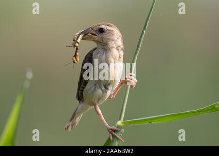 Baya Weaver thront mit klaren Hintergrund an einem kalten Wintermorgen Stockfoto