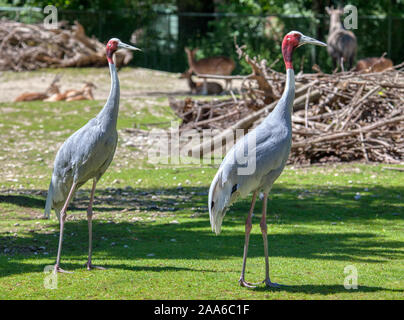 Exotische Sarus Crane Vögel auf der Wiese Stockfoto