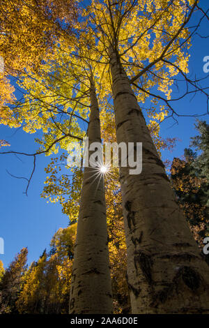 Ein helles Sunburst zwischen zwei Aspen Bäume im Herbst. Stockfoto