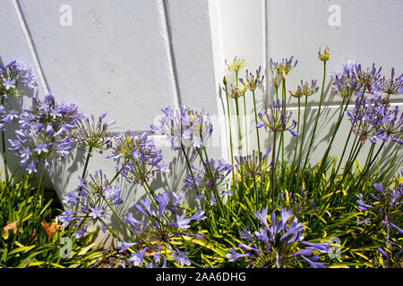 Stattliche lila Agapanthus Lilie der Nil Gattung in der unterfamilie Agapanthoideae der Familie der Amaryllidaceae gegen eine Betonwand gegenüber. Stockfoto