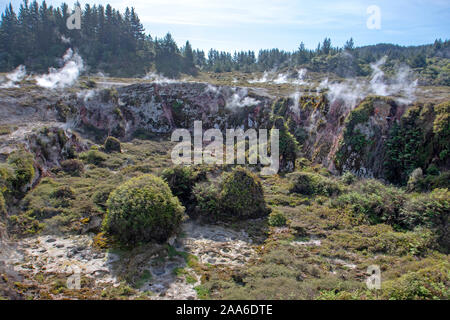 Dampf gießt aus einem Krater im Krater des Mondes geothermische Feld Stockfoto