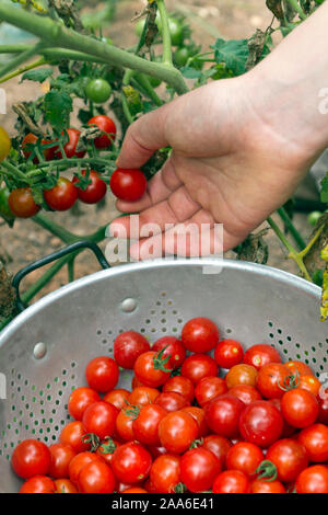 Nahaufnahme einer Hand pflücken reif Cherry Tomaten in einen Sommergarten Stockfoto