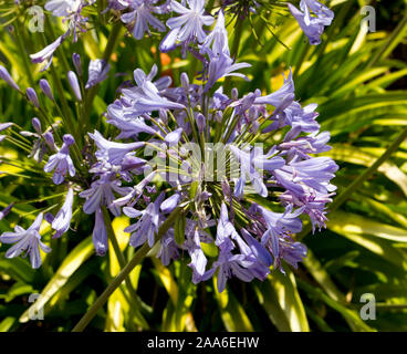 Stattliche lila Agapanthus Lilie der Nil Gattung in der unterfamilie Agapanthoideae der Familie der Amaryllidaceae gegen eine Betonwand gegenüber. Stockfoto