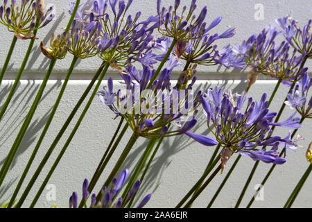 Stattliche lila Agapanthus Lilie der Nil Gattung in der unterfamilie Agapanthoideae der Familie der Amaryllidaceae gegen eine Betonwand gegenüber. Stockfoto