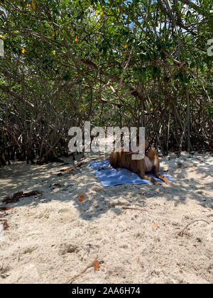 Große Boxer Hund schmutzig am Strand Stockfoto