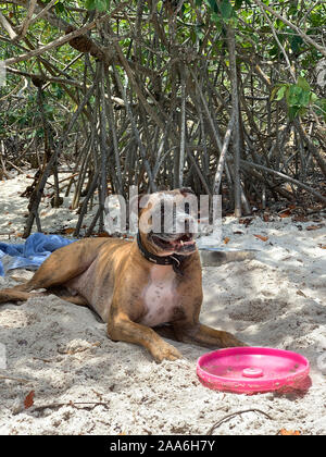 Große Boxer Hund schmutzig am Strand Stockfoto