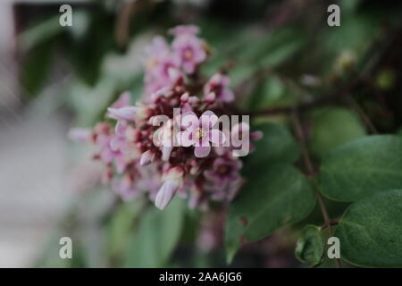 Nahaufnahme von einem Bündel auf rosa Blüten. Averrhoa Carambola, auch karambole oder Sternfrucht bekannt. Stockfoto