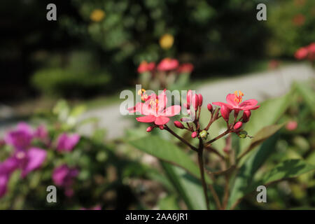 Rote Blumen im Garten. Jatropha Partner, allgemein bekannt als Peregrina Stockfoto
