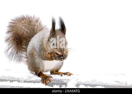 Flauschige Eichhörnchen frisst Mutter auf Holzbank mit Schnee im Winter Park abgedeckt Stockfoto