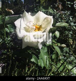 Weiße Rose auf der Bush Stockfoto