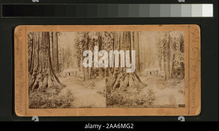Große Bäume und Kabine, Mariposa Grove, Cal.; große Bäume und Kabine, Mariposa Grove, Cal. Stockfoto