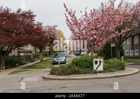 VANCOUVER, BRITISH COLUMBIA, KANADA - 25 April 2019: wunderschöne Süden Cambie Nachbarschaft im Frühling. Stockfoto