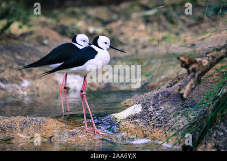 Stelzenläufer ist ein allgemeiner Name für mehrere Arten von Vögeln in der Familie Recurvirostridae, zu dem auch die bekannte wie Säbelschnäbler. Stockfoto