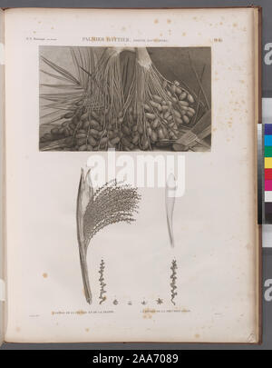 Botanique. Palmier dattier (Phoenix dactylifera). 1. Détail de La Feuille et de la Grappe; 2.3. Détail de la Fruktifikation.; Botanique. Palmier dattier (Phoenix dactylifera). 1. Détail de La Feuille et de la Grappe; 2.3. Détail de la Fruktifikation. Stockfoto