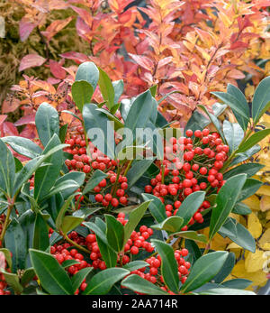 Skimmie (Skimmia japonica 'Pabella') Stockfoto