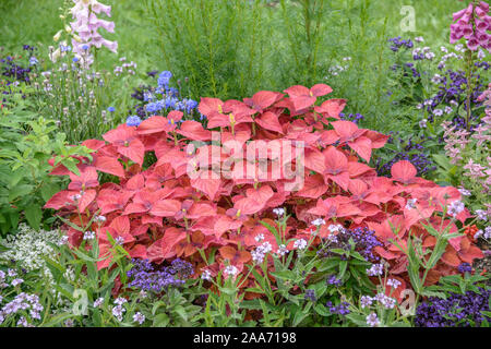 Buntnessel (Solenostemon scutellarioides) Stockfoto