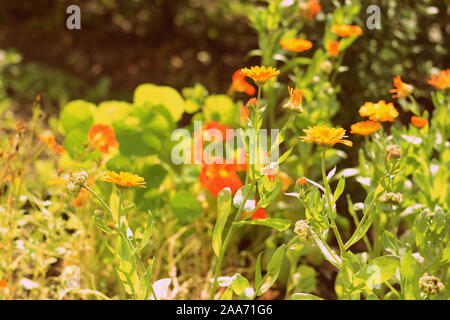 Gelbe Butterblumen blühen im Garten an einem sonnigen Tag. Natürliche Sommer Hintergrund Stockfoto