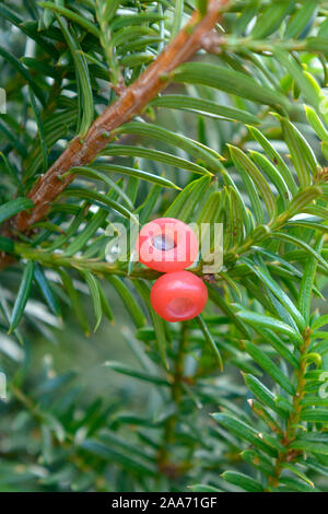 Japanische Eibe (Taxus cuspidata Nana). Stockfoto