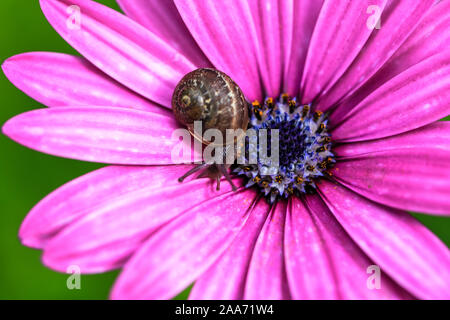 Nahaufnahme Makroaufnahme der Schöne braune Schnecke auf bunten Blatt Blume Stockfoto