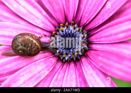 Nahaufnahme Makroaufnahme der Schöne braune Schnecke auf bunten Blatt Blume Stockfoto