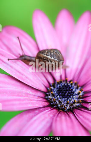 Nahaufnahme Makroaufnahme der Schöne braune Schnecke auf bunten Blatt Blume Stockfoto