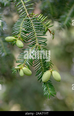 Japanische Nusseibe (torreya Nucifera) Stockfoto