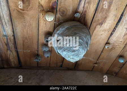 Wespennester auf eine Holzdecke, Mecklenburg-Vorpommern, Deutschland Stockfoto