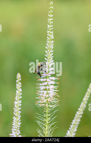 Kandelaber-Ehrenpreis (Veronicastrum virginicum) Stockfoto