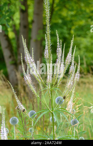 Kandelaber-Ehrenpreis (Veronicastrum virginicum) Stockfoto