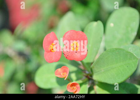 Schöne rote Blumen fotografiert aus der Nähe in einem Park Stockfoto