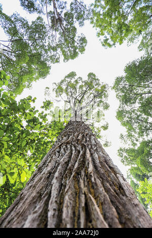 Grünen Wald Baum mit grünen Blättern und Sonne Licht von unten vorne Stockfoto